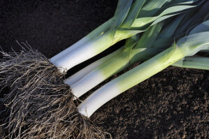 Leek - Super premium Variety